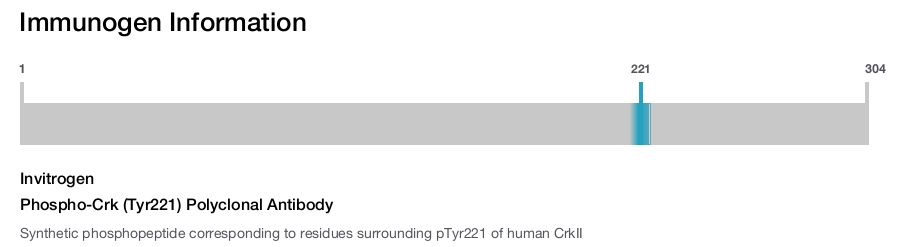 Phospho-Crk (Tyr221) Polyclonal Antibody