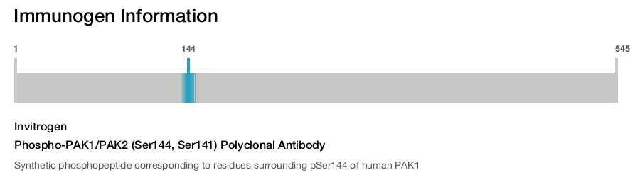 Phospho-PAK1/PAK2 (Ser144, Ser141) Polyclonal Antibody