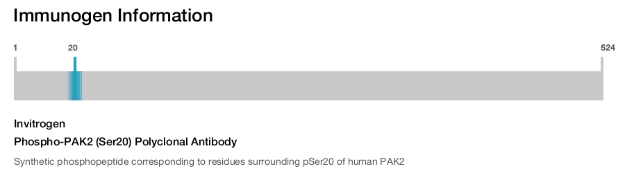 Phospho-PAK2 (Ser20) Polyclonal Antibody