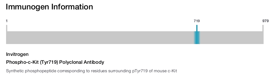 Phospho-c-Kit (Tyr719) Polyclonal Antibody