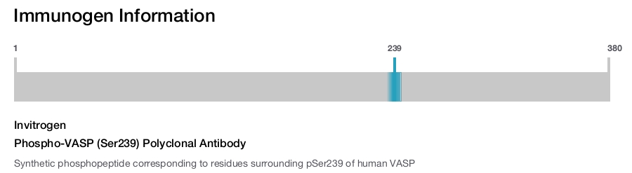 Phospho-VASP (Ser239) Polyclonal Antibody