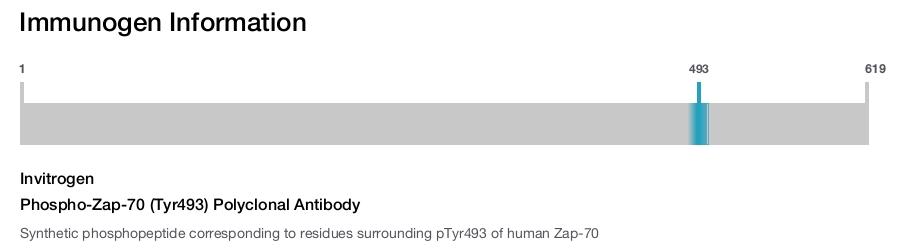 Phospho-Zap-70 (Tyr493) Polyclonal Antibody