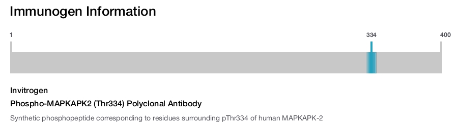 Phospho-MAPKAPK2 (Thr334) Polyclonal Antibody