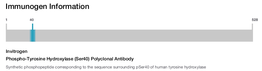 Phospho-Tyrosine Hydroxylase (Ser40) Polyclonal Antibody