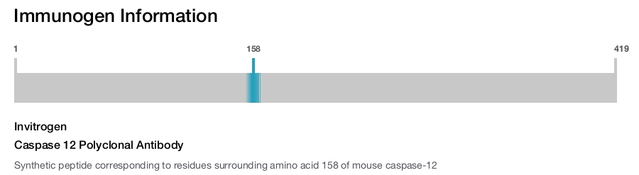 Caspase 12 Polyclonal Antibody