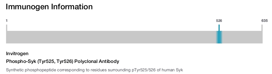 Phospho-Syk (Tyr525, Tyr526) Polyclonal Antibody