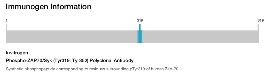 Phospho-ZAP70/Syk (Tyr319, Tyr352) Polyclonal Antibody