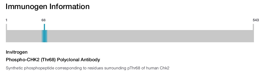 Phospho-CHK2 (Thr68) Polyclonal Antibody