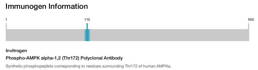 Phospho-AMPK alpha-1,2 (Thr172) Polyclonal Antibody