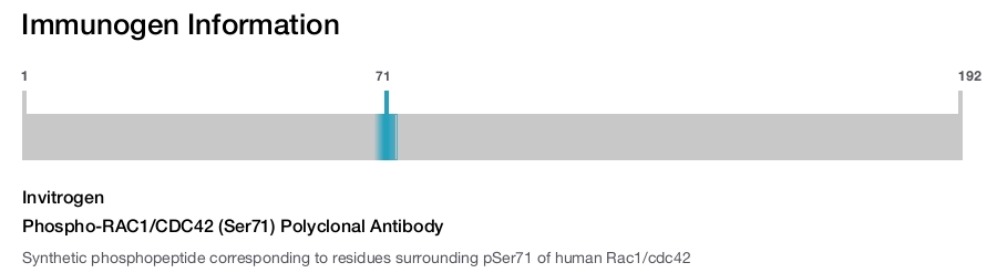 Phospho-RAC1/CDC42 (Ser71) Polyclonal Antibody