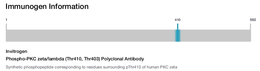 Phospho-PKC zeta/lambda (Thr410, Thr403) Polyclonal Antibody