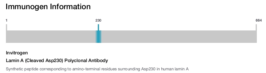 Lamin A (Cleaved Asp230) Polyclonal Antibody