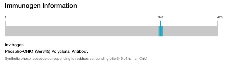 Phospho-CHK1 (Ser345) Polyclonal Antibody