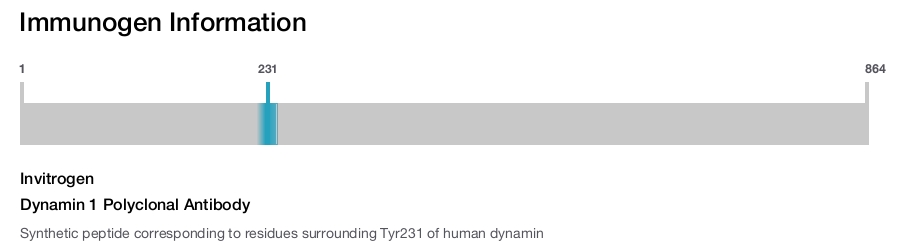 Dynamin 1 Polyclonal Antibody