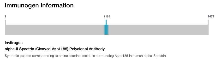 alpha-II Spectrin (Cleaved Asp1185) Polyclonal Antibody