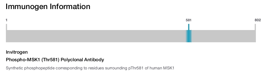 Phospho-MSK1 (Thr581) Polyclonal Antibody