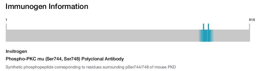 Phospho-PKC mu (Ser744, Ser748) Polyclonal Antibody