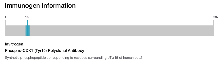 Phospho-CDK1 (Tyr15) Polyclonal Antibody