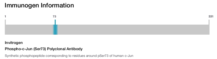 Phospho-c-Jun (Ser73) Polyclonal Antibody