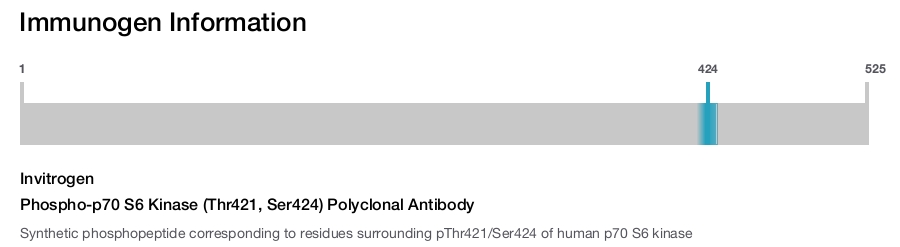 Phospho-p70 S6 Kinase (Thr421, Ser424) Polyclonal Antibody