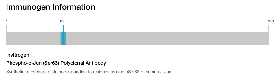 Phospho-c-Jun (Ser63) Polyclonal Antibody