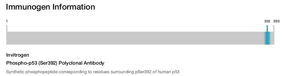 Phospho-p53 (Ser392) Polyclonal Antibody