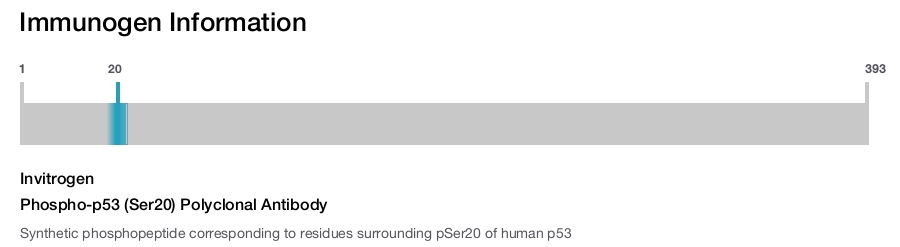 Phospho-p53 (Ser20) Polyclonal Antibody