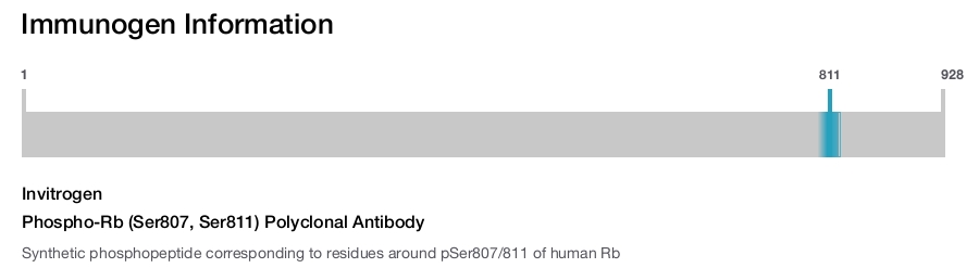 Phospho-Rb (Ser807, Ser811) Polyclonal Antibody