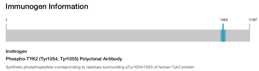 Phospho-TYK2 (Tyr1054, Tyr1055) Polyclonal Antibody