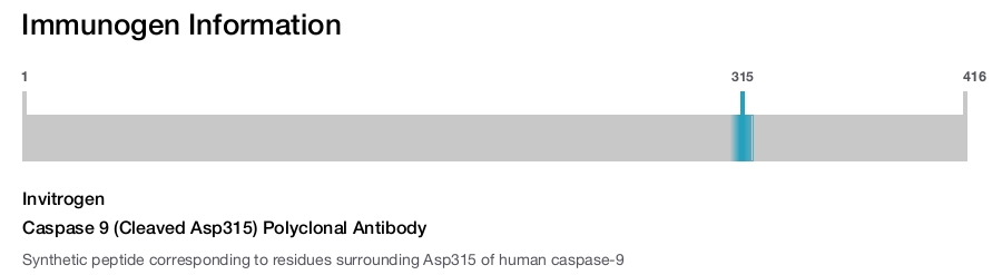 Caspase 9 (Cleaved Asp315) Polyclonal Antibody