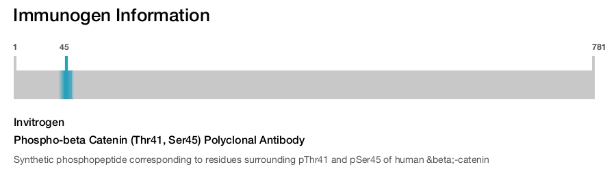 Phospho-beta Catenin (Thr41, Ser45) Polyclonal Antibody