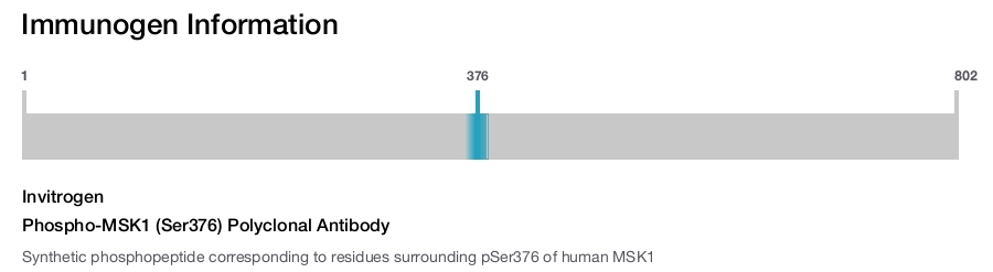 Phospho-MSK1 (Ser376) Polyclonal Antibody