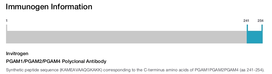 PGAM1/PGAM2/PGAM4 Polyclonal Antibody