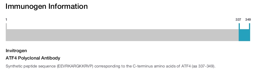 ATF4 Polyclonal Antibody