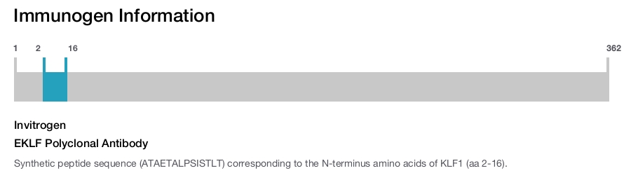 EKLF Polyclonal Antibody