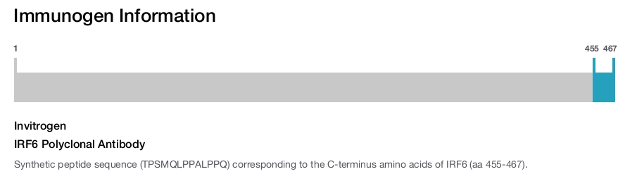 IRF6 Polyclonal Antibody
