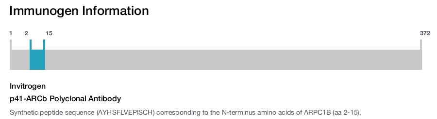 p41-ARCb Polyclonal Antibody