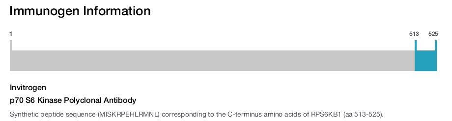 p70 S6 Kinase Polyclonal Antibody