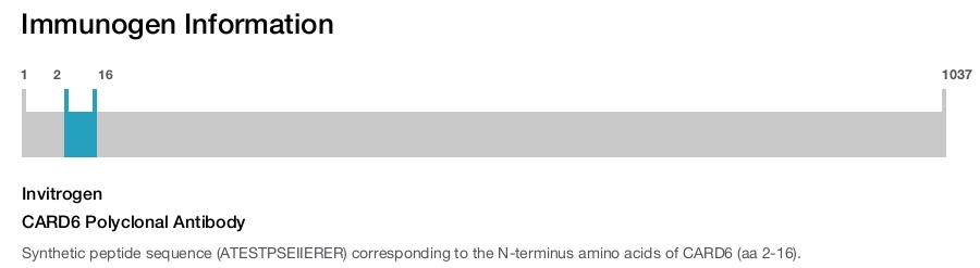 CARD6 Polyclonal Antibody
