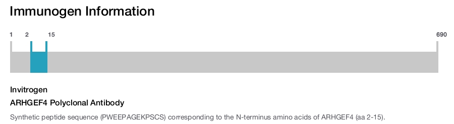 ARHGEF4 Polyclonal Antibody