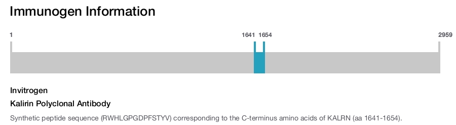 Kalirin Polyclonal Antibody