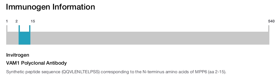 VAM1 Polyclonal Antibody