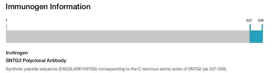 SNTG2 Polyclonal Antibody