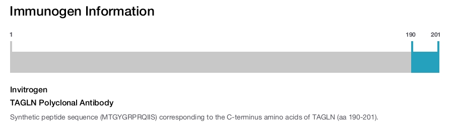 TAGLN Polyclonal Antibody