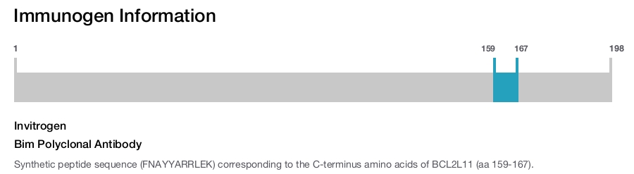 Bim Polyclonal Antibody