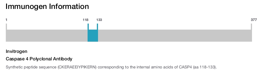 Caspase 4 Polyclonal Antibody