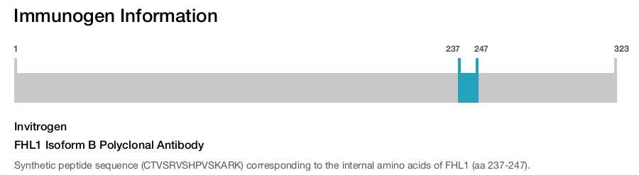 FHL1 Isoform B Polyclonal Antibody