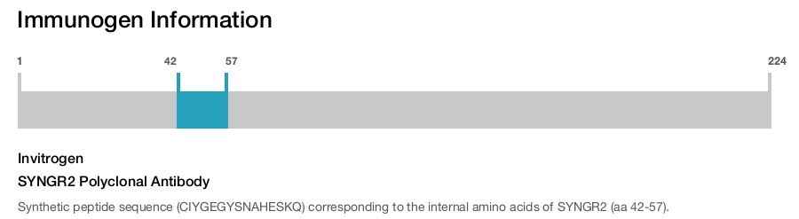SYNGR2 Polyclonal Antibody