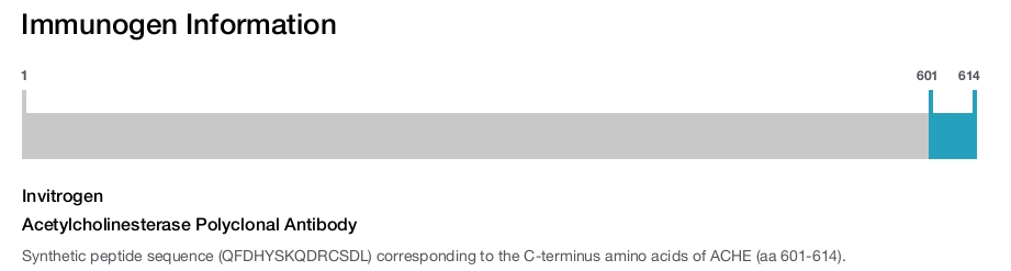 Acetylcholinesterase Polyclonal Antibody