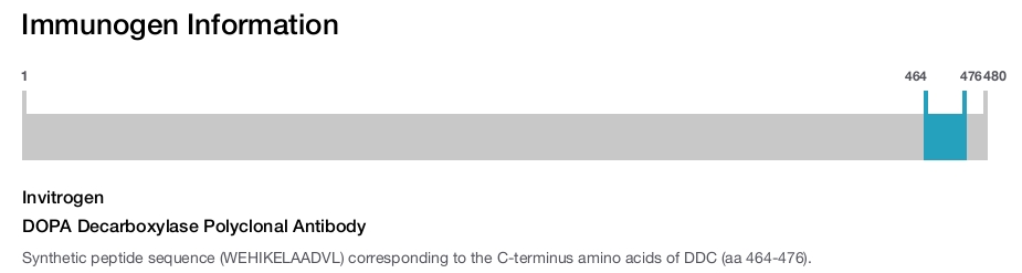 DOPA Decarboxylase Polyclonal Antibody